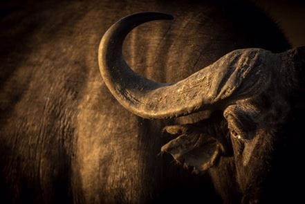 Buffalo
