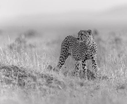 Cheetah