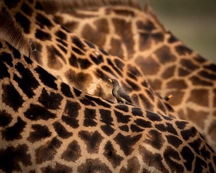 Giraffe
