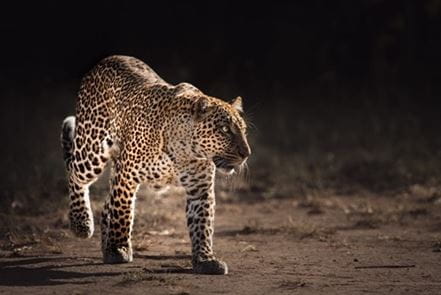 Leopard