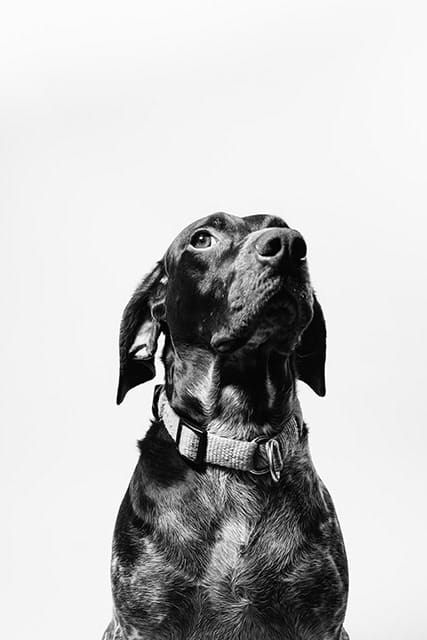 Pet photography tips