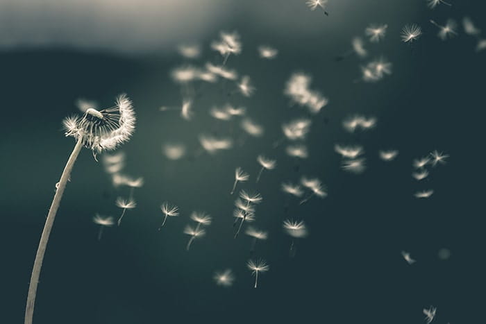 How to photograph flowers in the wind 