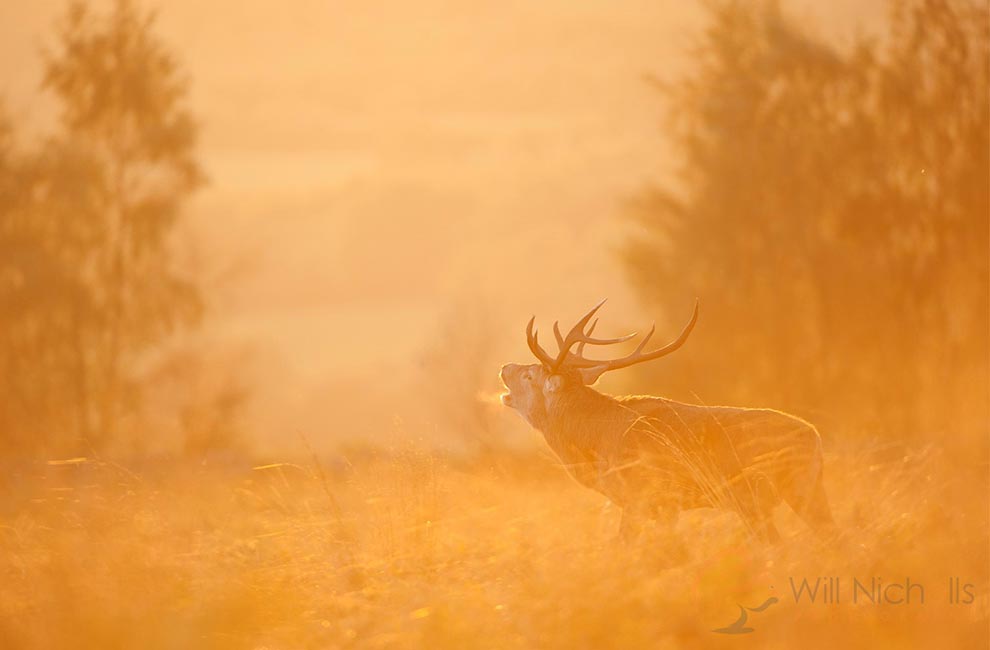 Deer in sunlight