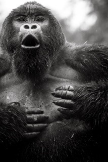 Ape