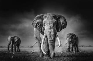 Elephants