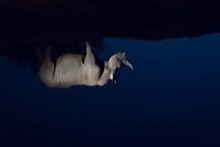 rhino reflection