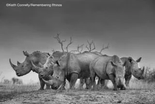 rhinos