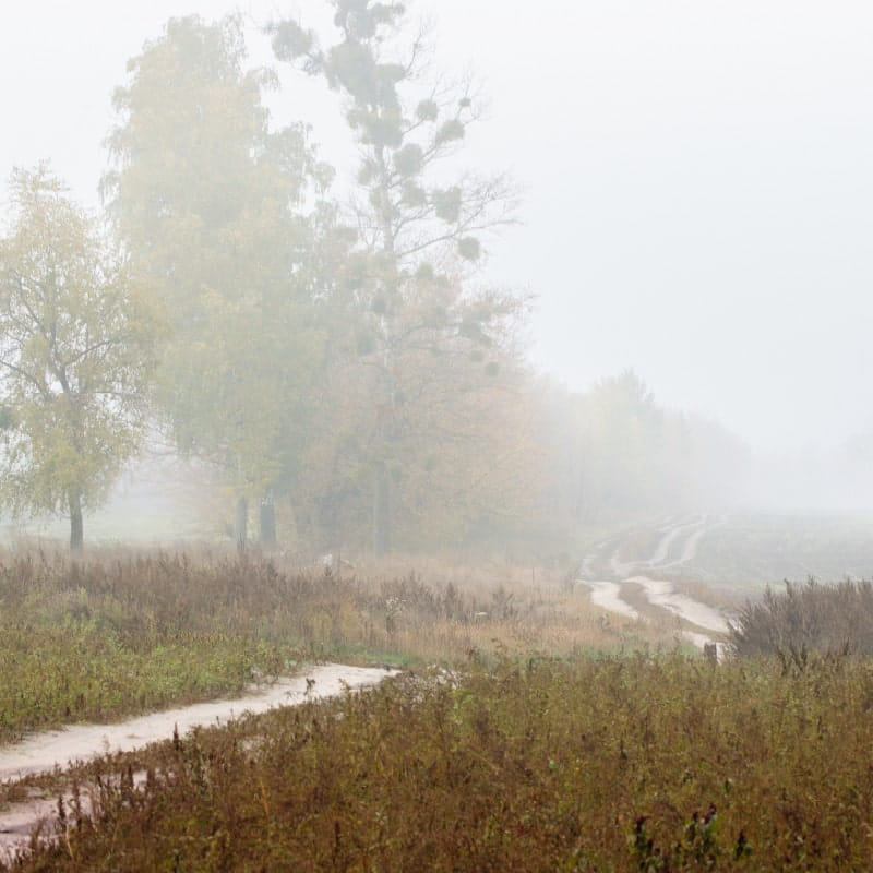 Fog drifts over a countryside landscape with a row of trees and a muddy path