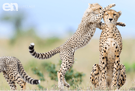 Elliot Neep Cheetahs