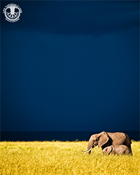 Marcus Westberg Elephant Storm