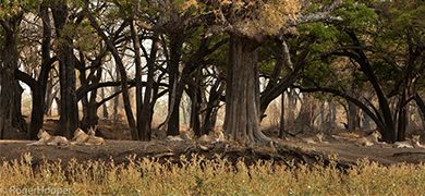 Roger Hooper Lionesses