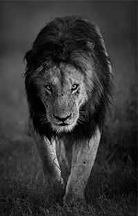 Tom Way Lion