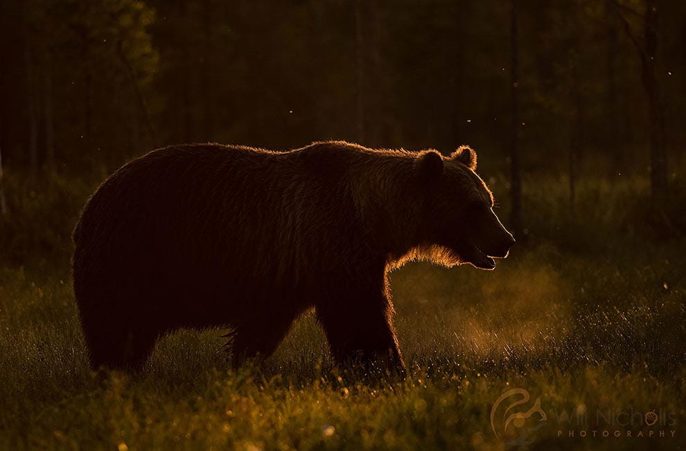 Bear in sunlight