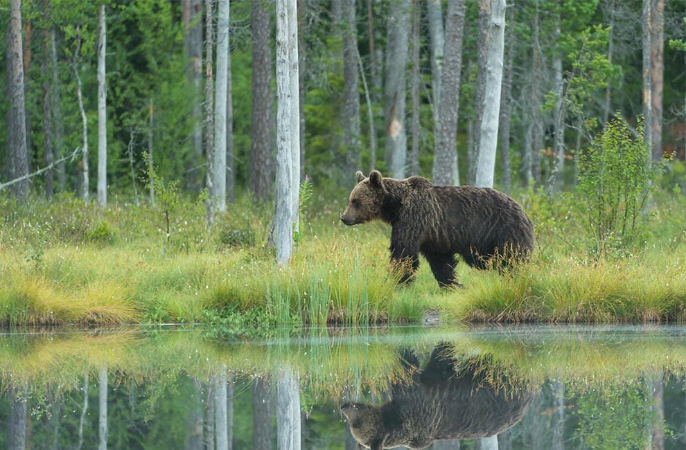 Bear hunting near lake