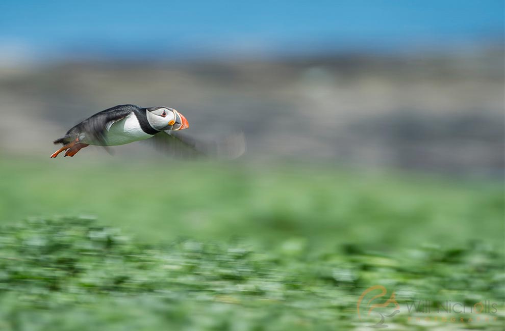 Puffin soaring