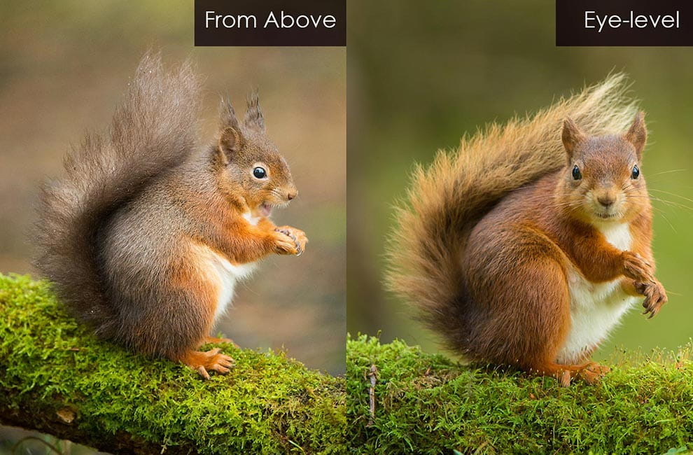 Squirrel eye-level
