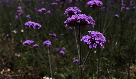 Guide to flower photography